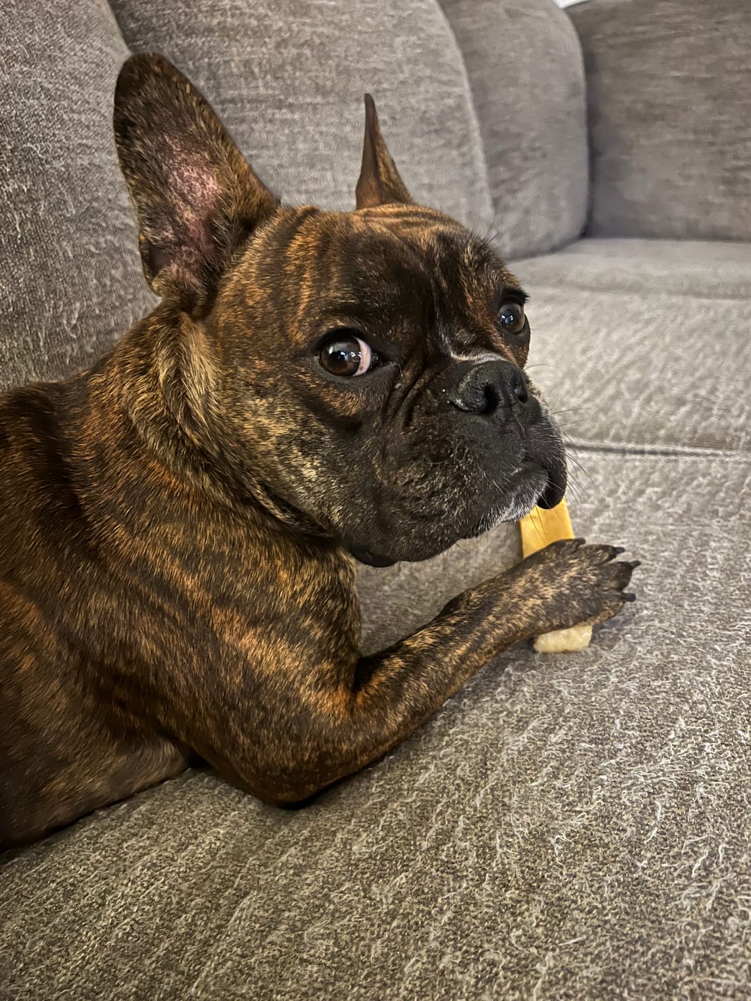 Customer photo review of Himalayan Yak Chew (LARGE)
