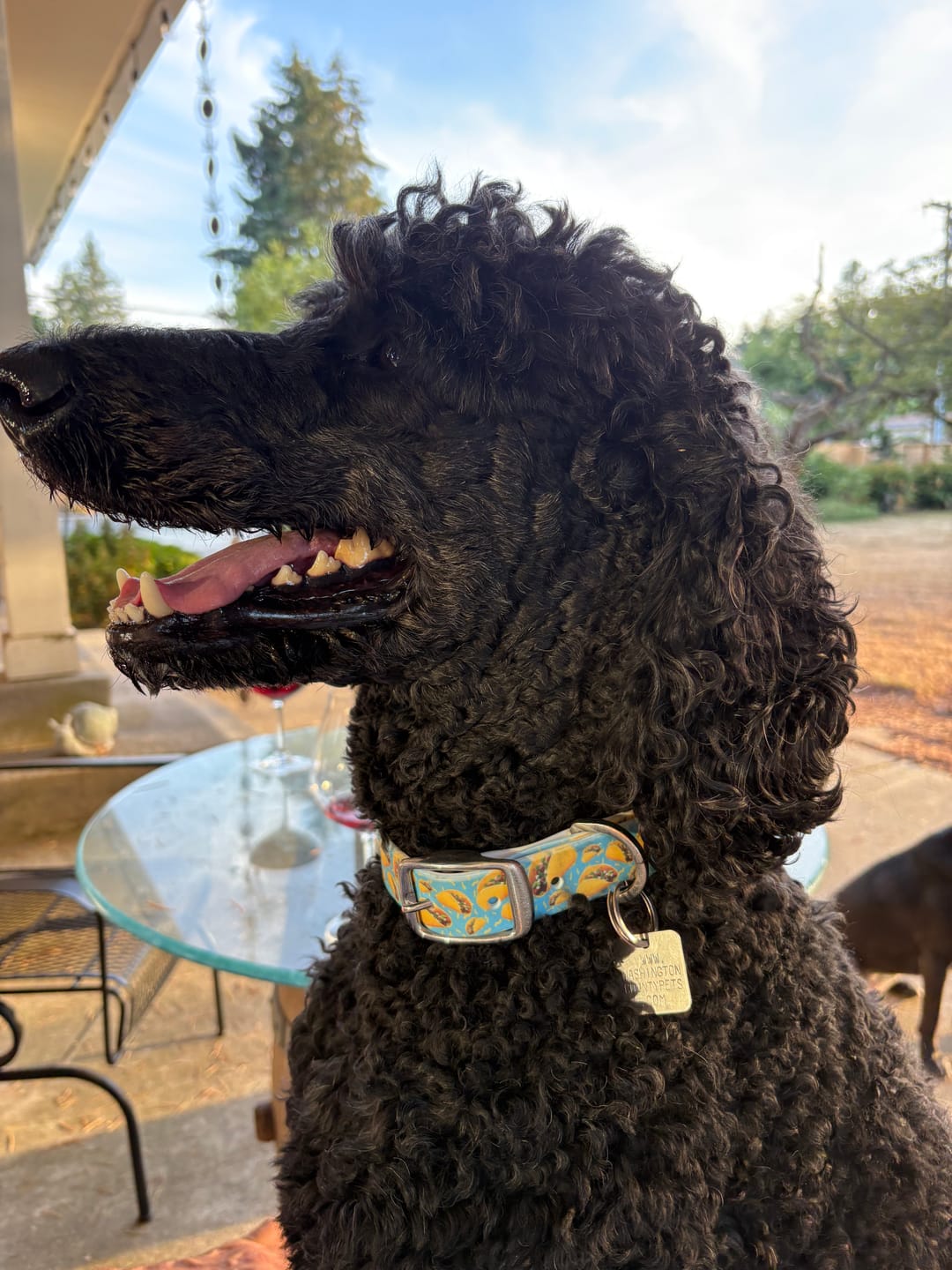 Customer photo review of Tacos Blue Dog Collar