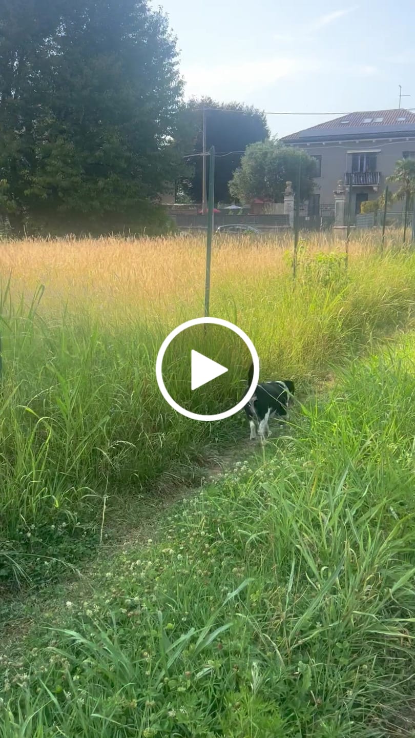 Customer video review of ProtectionArtro+ 600mg  Condroprotettore per Cani di taglia Piccola