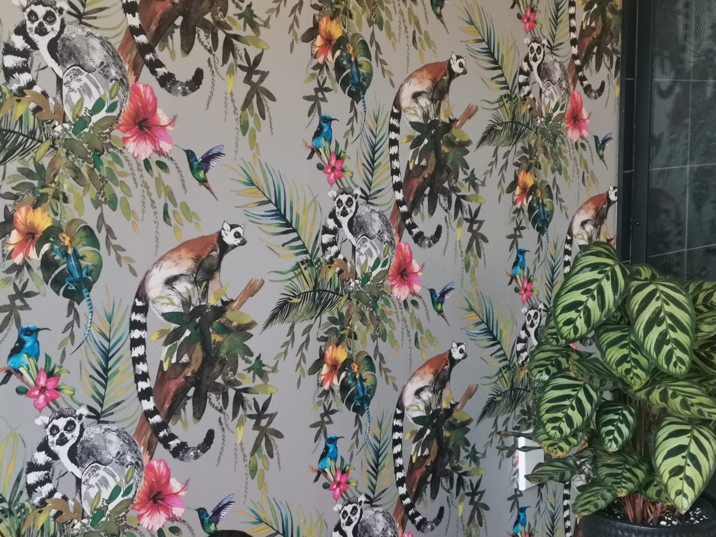Customer photo review of Lemur Wallpaper – Teal