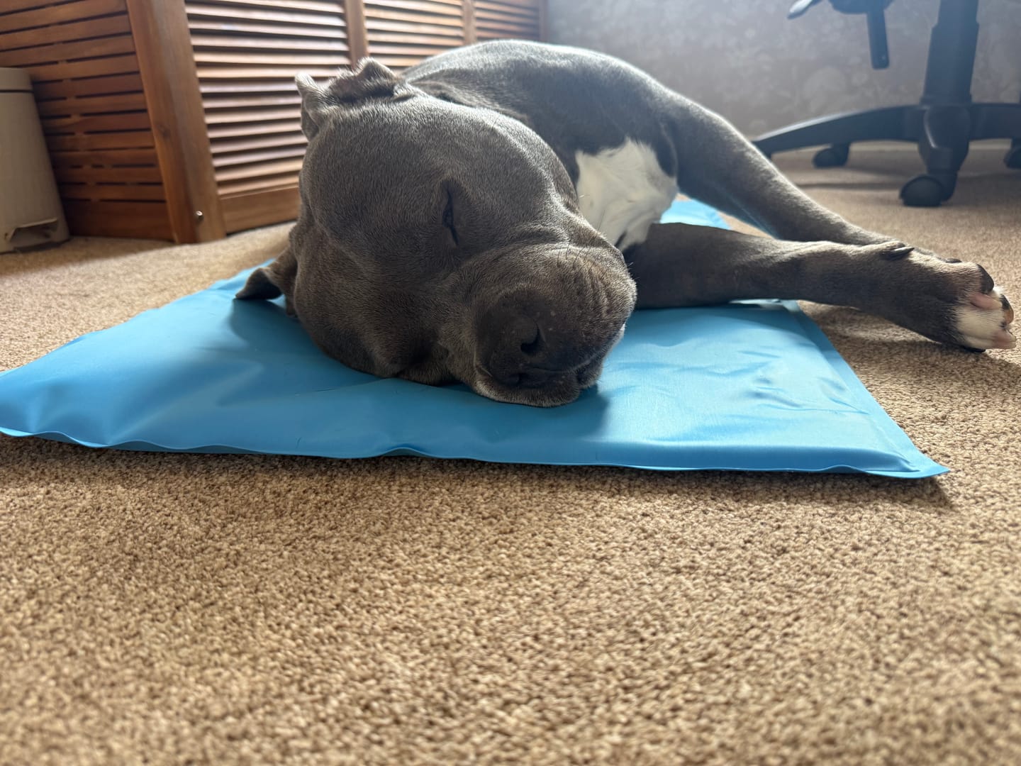 Customer photo review of Arctic Cooling Mat