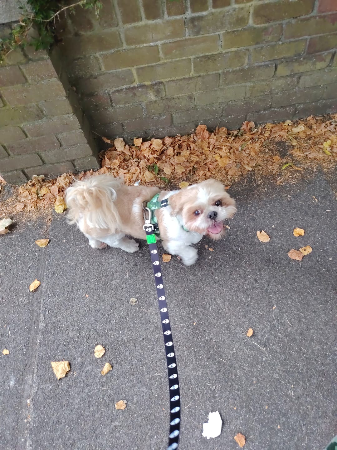 Customer photo review of ALIEN LEASH