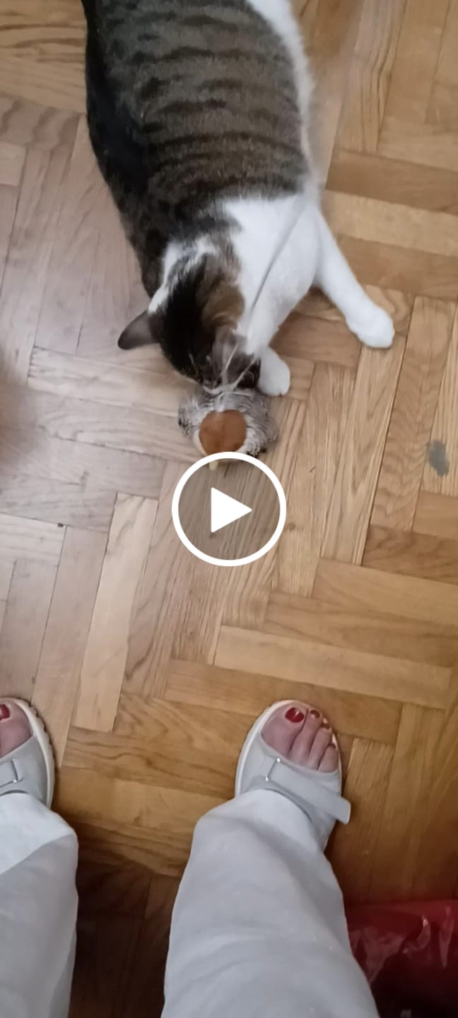 Customer video review of Interaktivna Igračka Ptica za Mačke