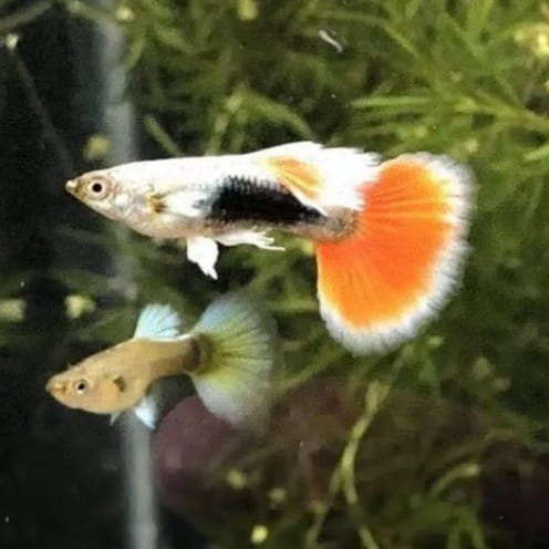 Customer photo review of Dumbo Santa Claus Guppy Fish