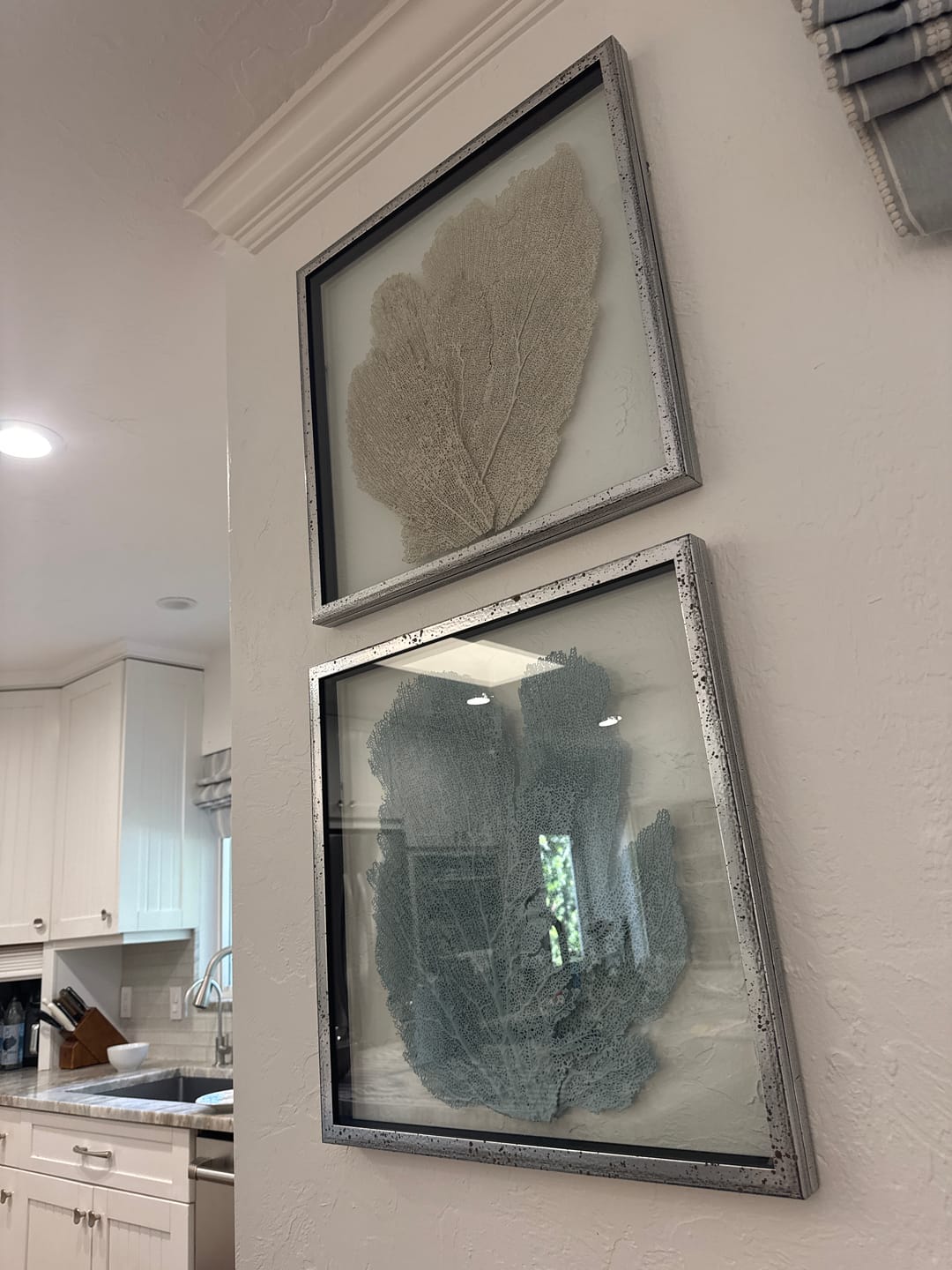Customer photo review of Framed Custom Sea Fan Art  (multiple sizes & colors) - Silver Acid Wash Frame