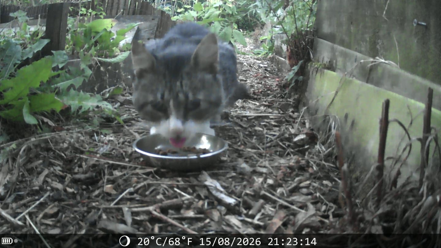 Customer photo review of Siltcon Wildcamera met zonnepaneel aan kabel