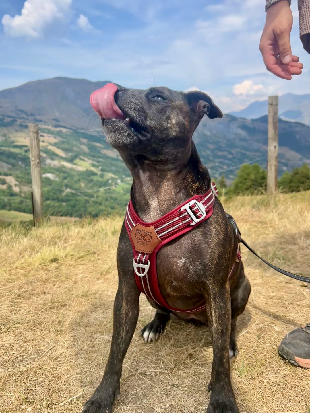 Customer photo review of Staffordshire Bull Terrier 1935® Harness & Leash Set - Burgundy