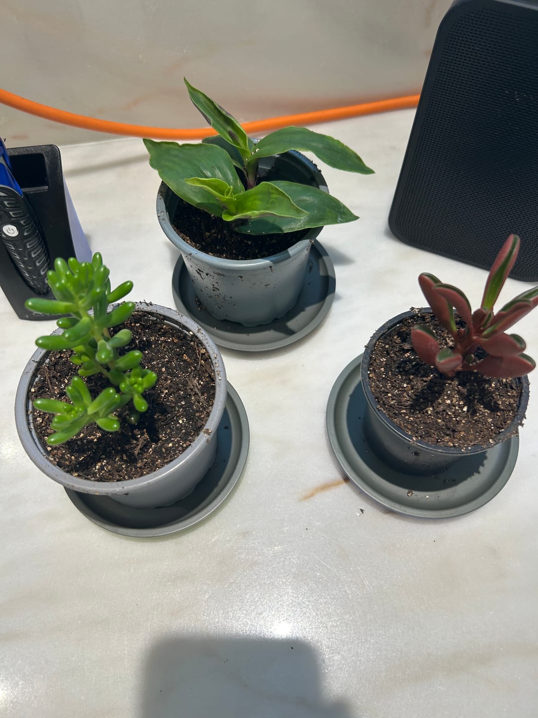 Customer photo review of Tradescantia Zebrina