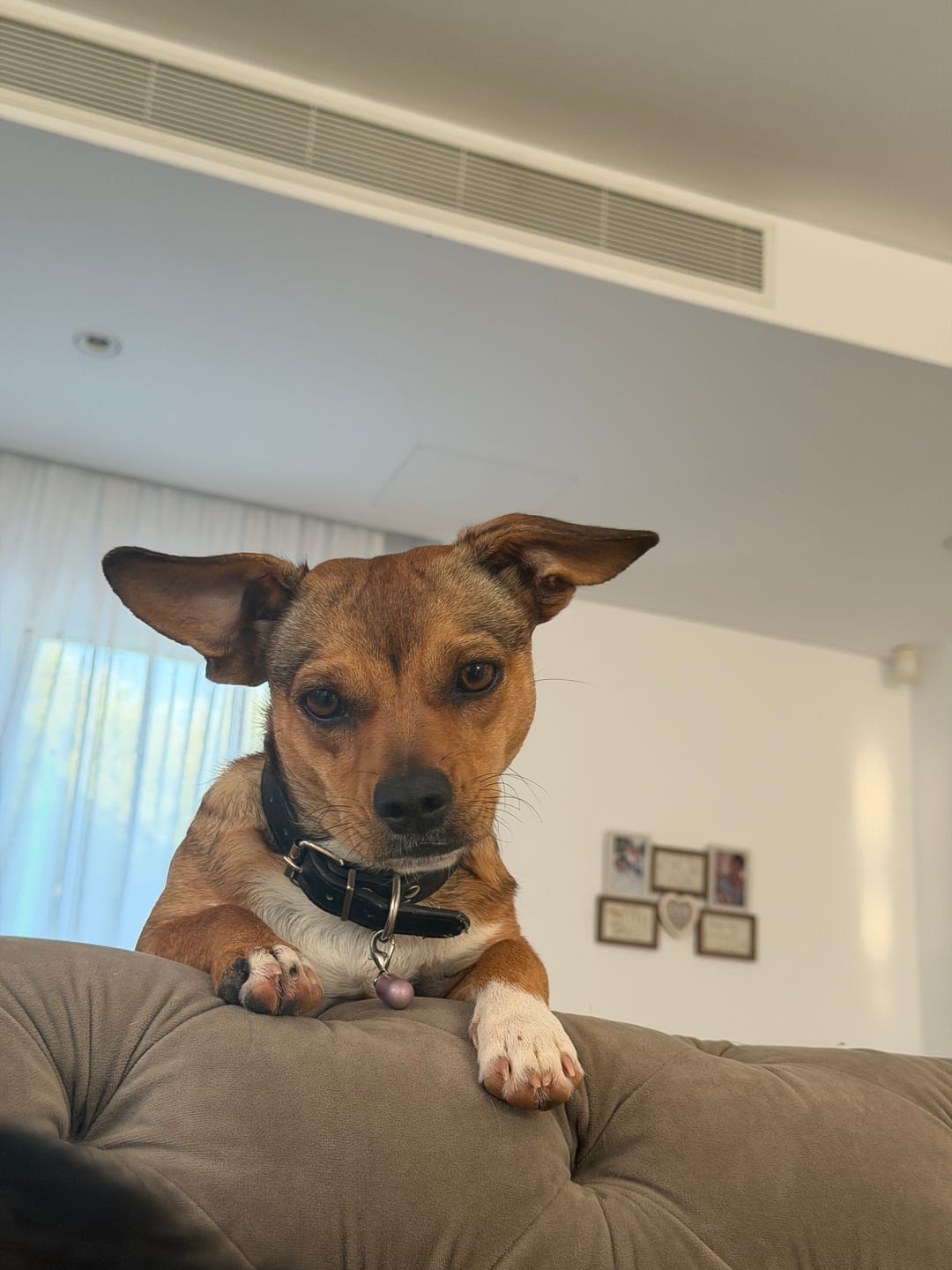 Customer photo review of DNA Test Rassebestimmung Pro Hund