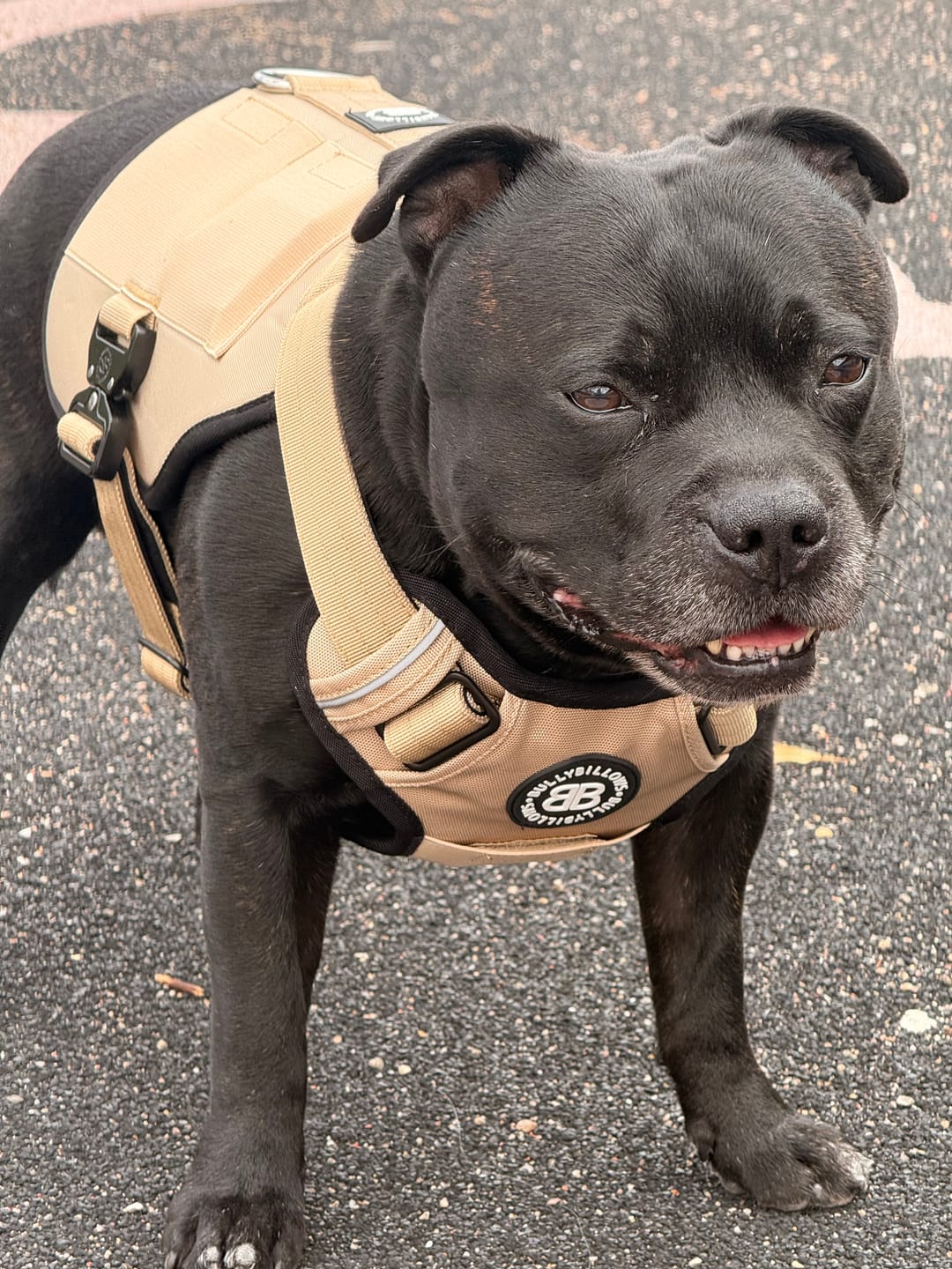 Customer photo review of Weighted Harnesses Iron Block - Contains x5 Weights