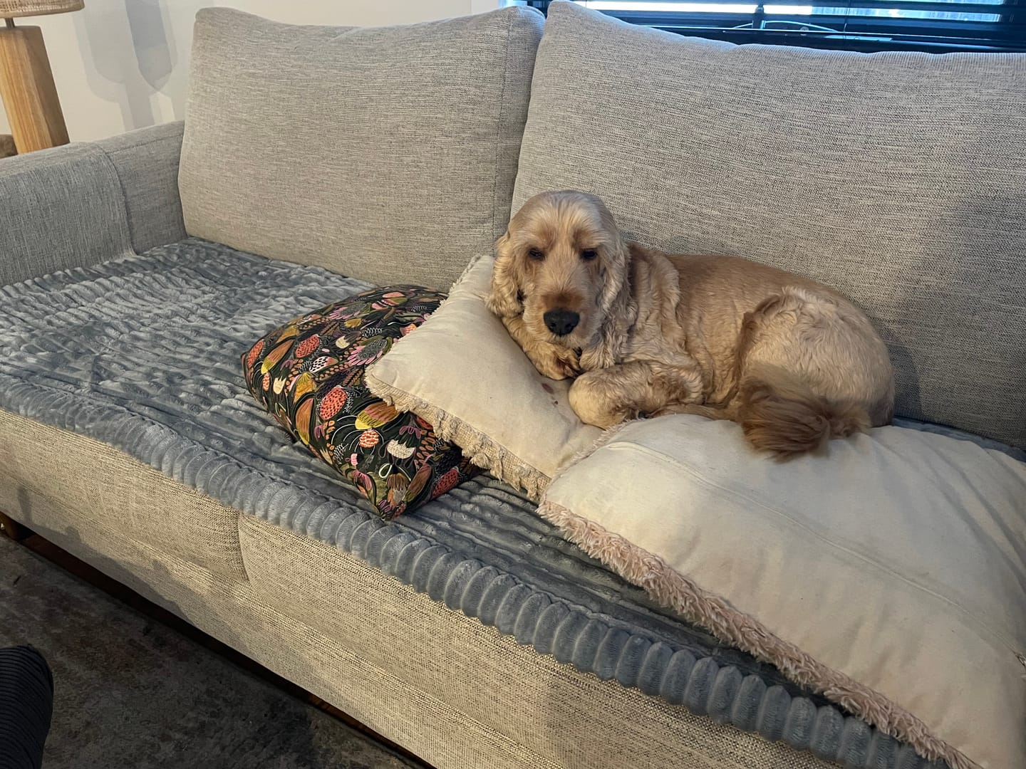 Customer photo review of Cosy Couch - Couch Cover