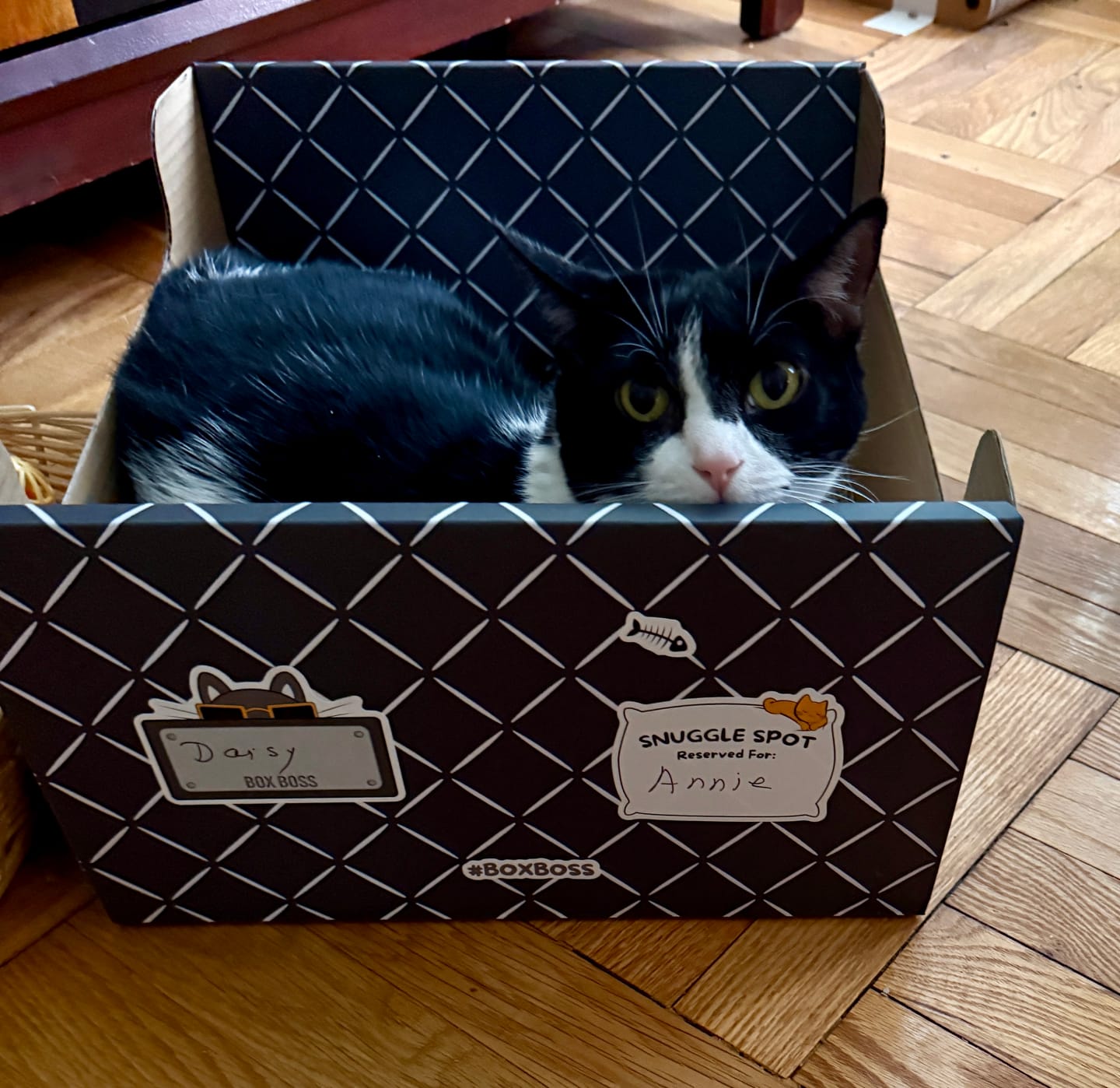 Customer photo review of Hide & Scratch Extra-Large Cat Scratcher Box
