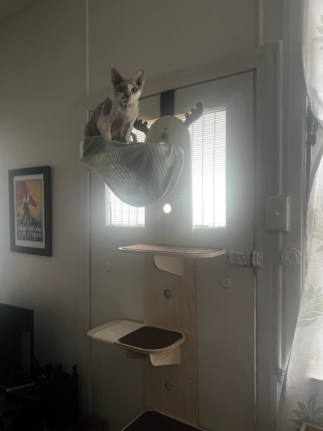 Customer photo review of Elk-Shaped Multi-Level Wooden Hanging Cat Tree Cat Toy