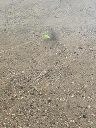 Customer photo review of Craz Crankbait Deep Diving Fishing Lures