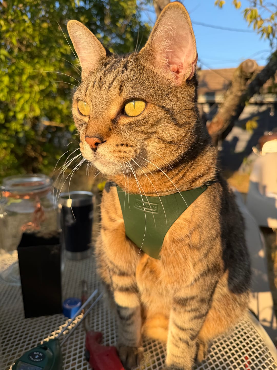 Customer photo review of The Supakit Cat Harness