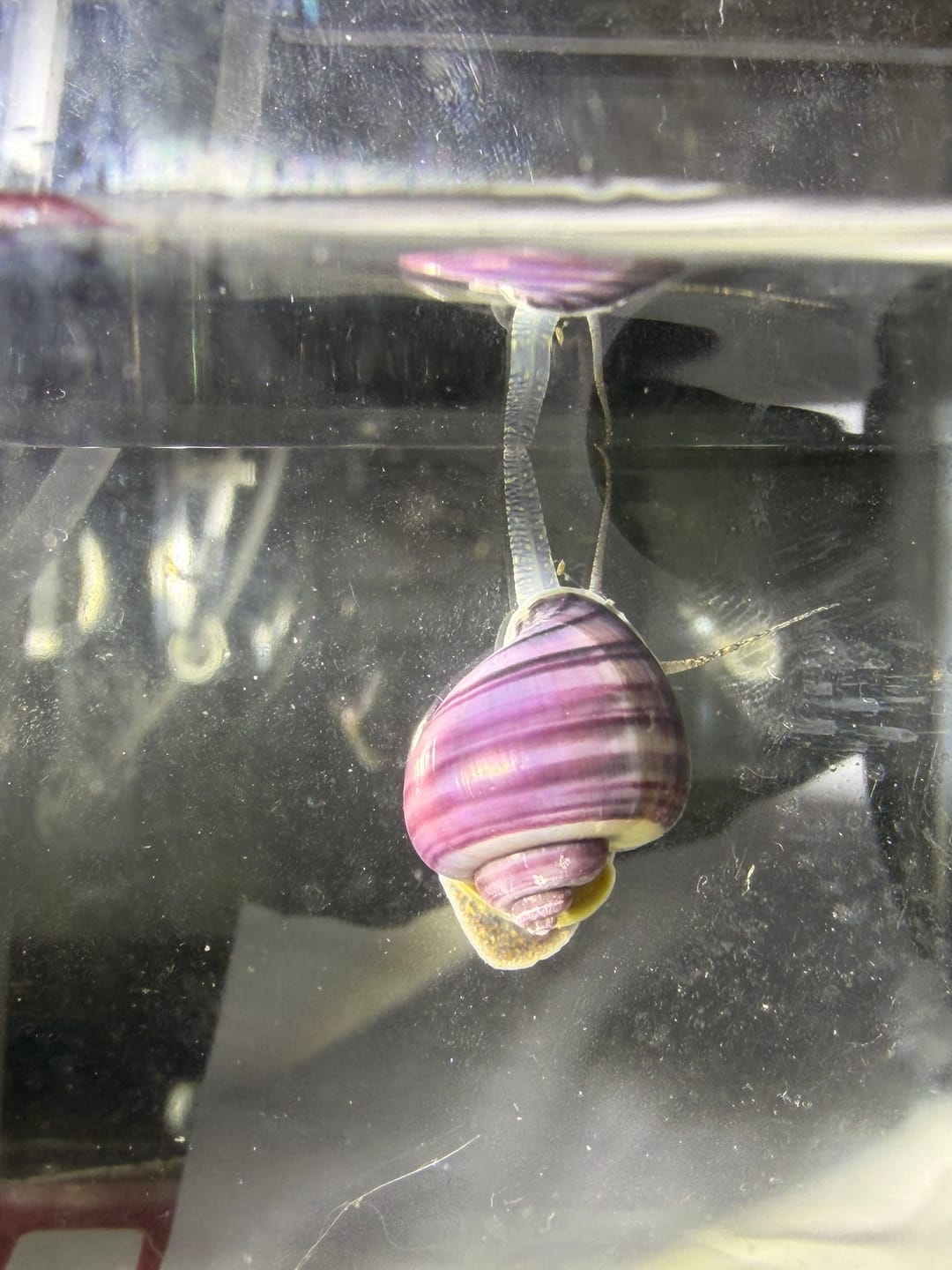 Customer photo review of Purple Mystery Snail