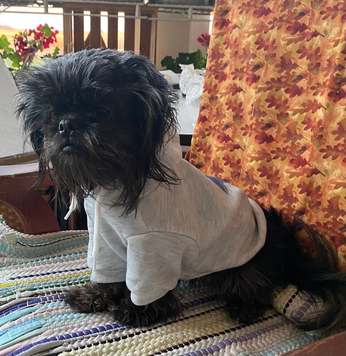 Customer photo review of FurLife™ - 12 Months All Natural Flea and Tick Tags for Dogs