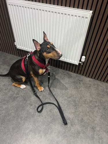 Customer's black Training Double Ended Dog Lead attached to a dog's red harness, showing multiple clipping points.