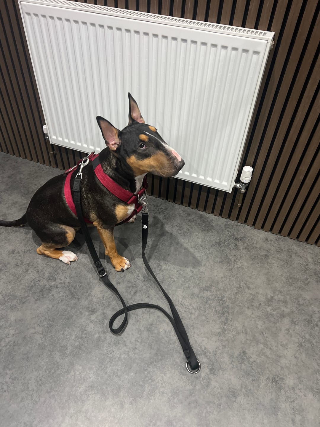 Customer photo review of Training Double Ended Dog Lead | 2m Length -  Black