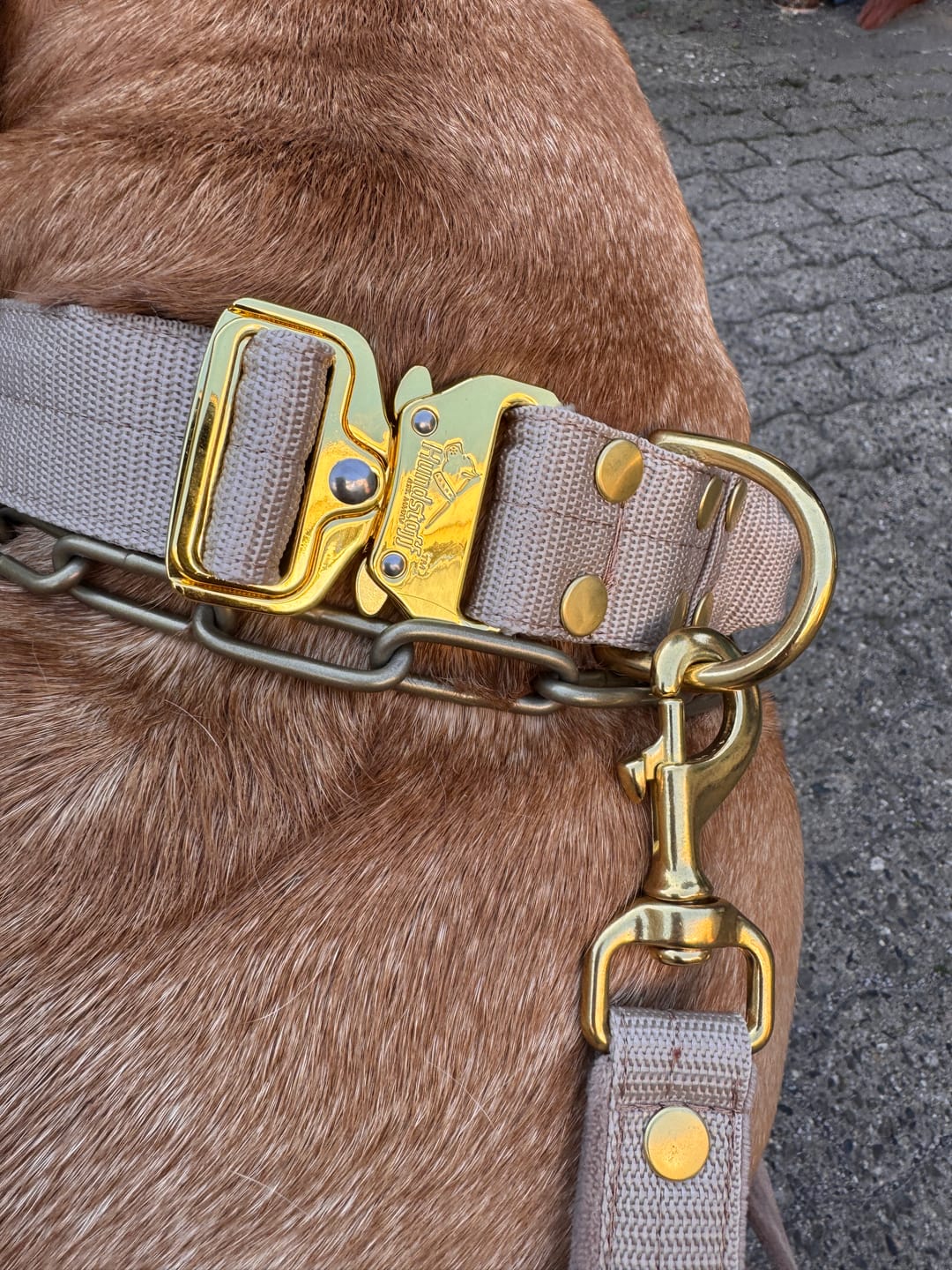Customer photo review of Multi Guard Leash Golden Beige - Multi-väktarkoppel