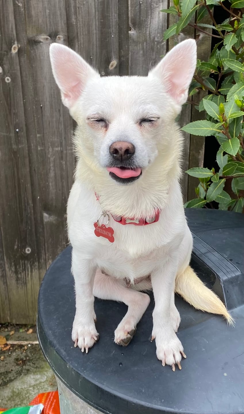Customer photo review of BIO-COLLAR™ - 8 Months Natural Flea & Tick Protection