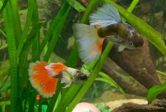 Customer photo review of Dumbo Santa Claus Guppy Fish
