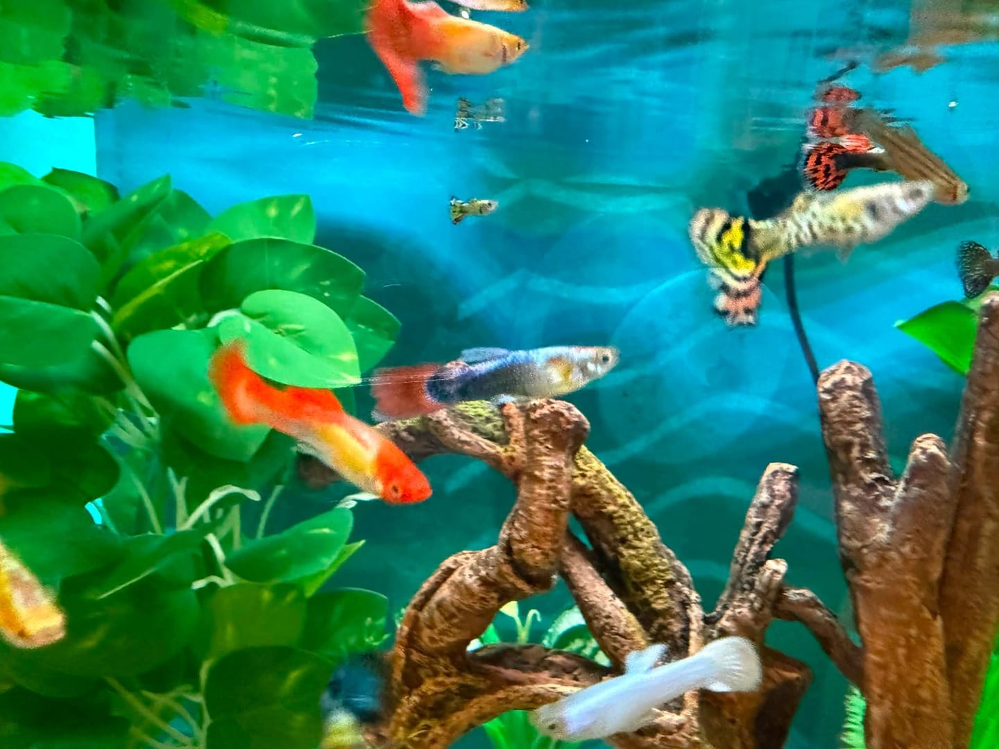 Customer photo review of Premium Mixed Color Male Guppy Fish