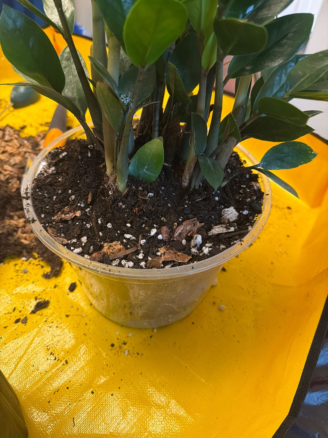 Customer photo review of Soil Refresh