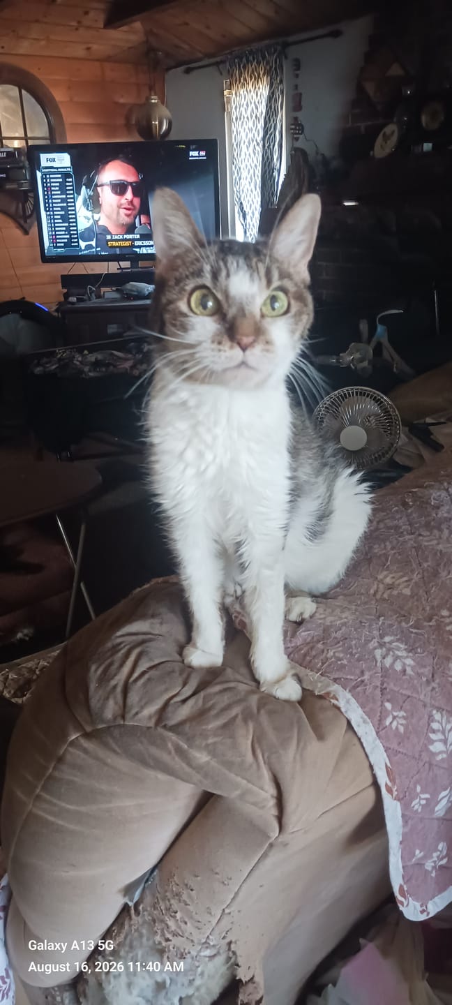 Customer photo review of 3x Blisso Advanced Cat Probiotic