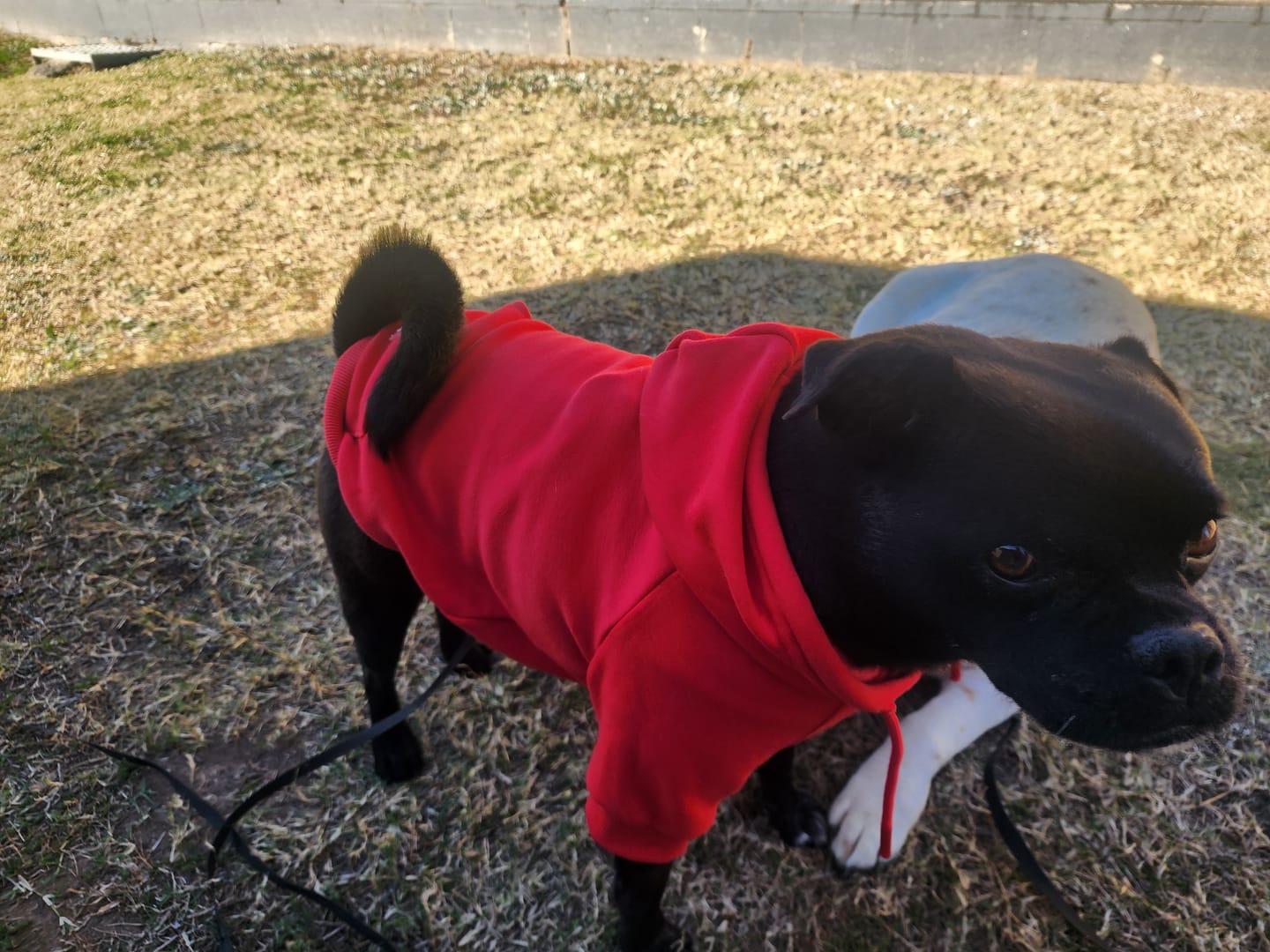 Customer photo review of Essential Dog Hoodie - Crimson Red