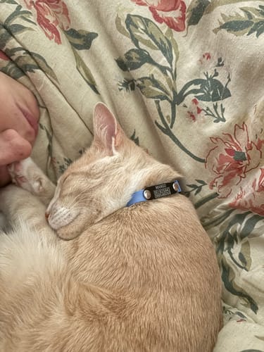 Customer photo review of Collar PVC Lavable Abrefácil (Gato)