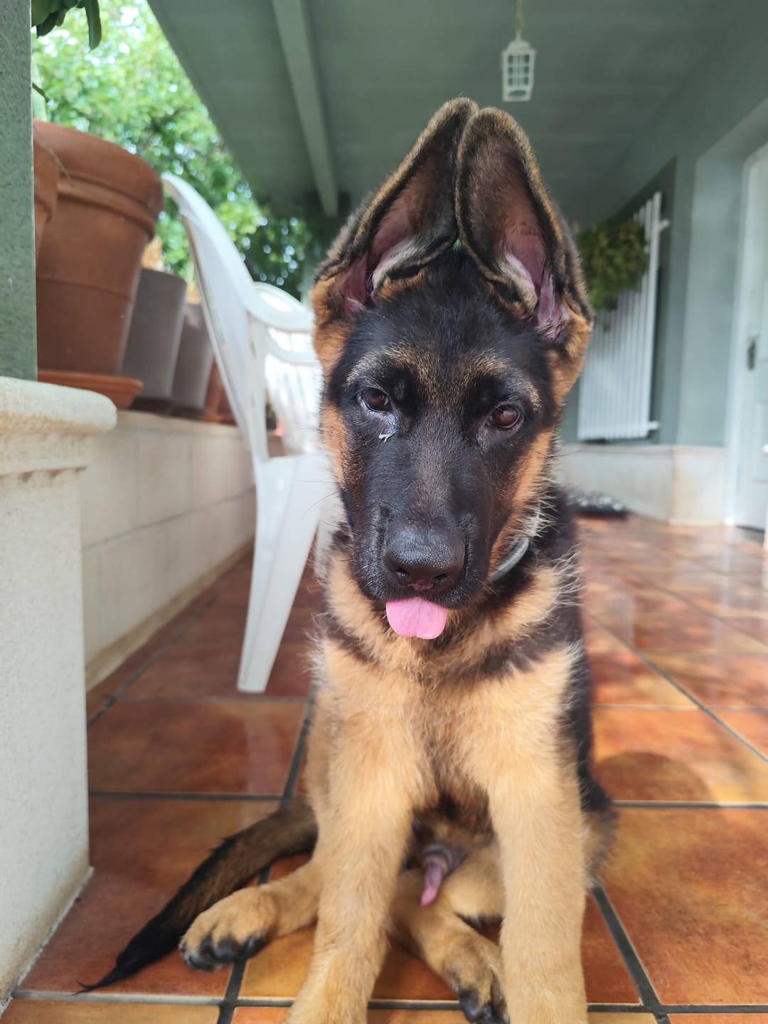 Customer photo review of Grain Free Puppy Salmon & Turkey