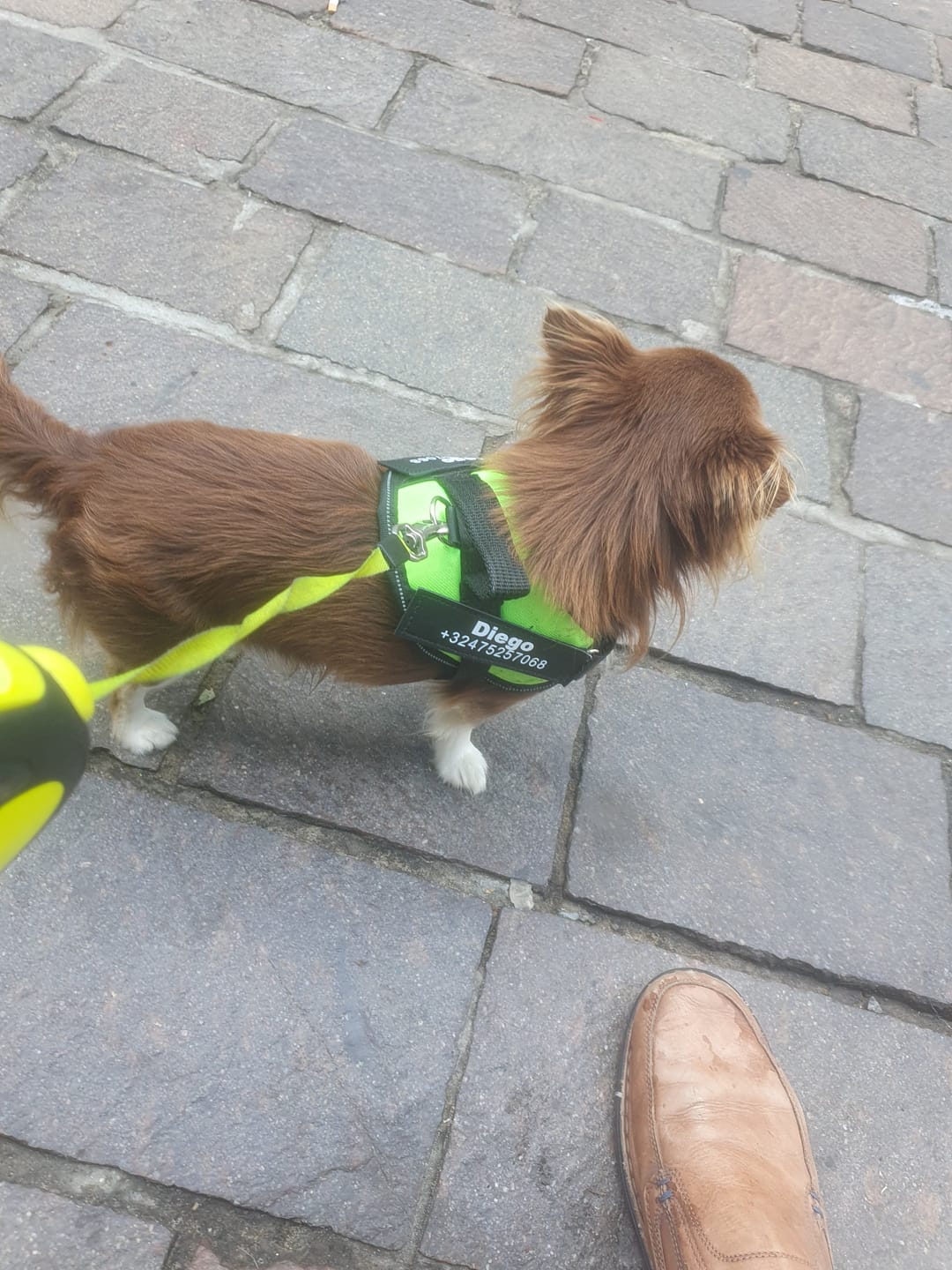 Customer photo review of PawGuard - Gepersonaliseerd Hondentuigje