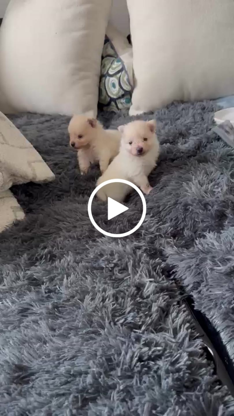 Customer video review of Cobija Impermeable para Perros