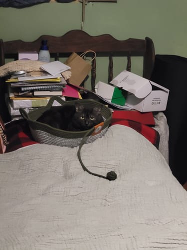 Customer's Instinct Basket with a black cat resting inside on a bed.