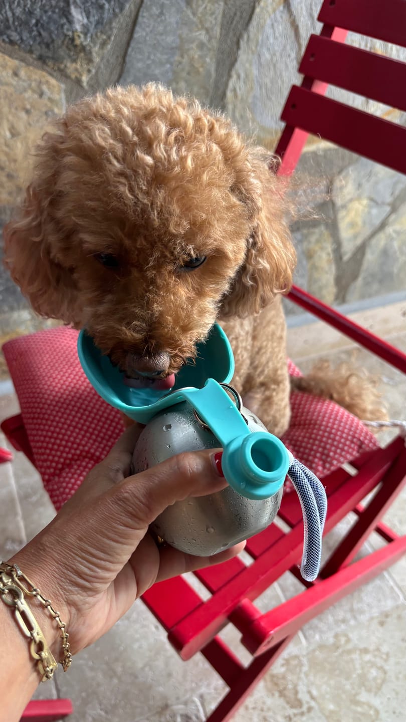 Customer photo review of PETIVYO HydroPaw™ | Paslanmaz Çelik Taşınabilir Köpek Su Matarası