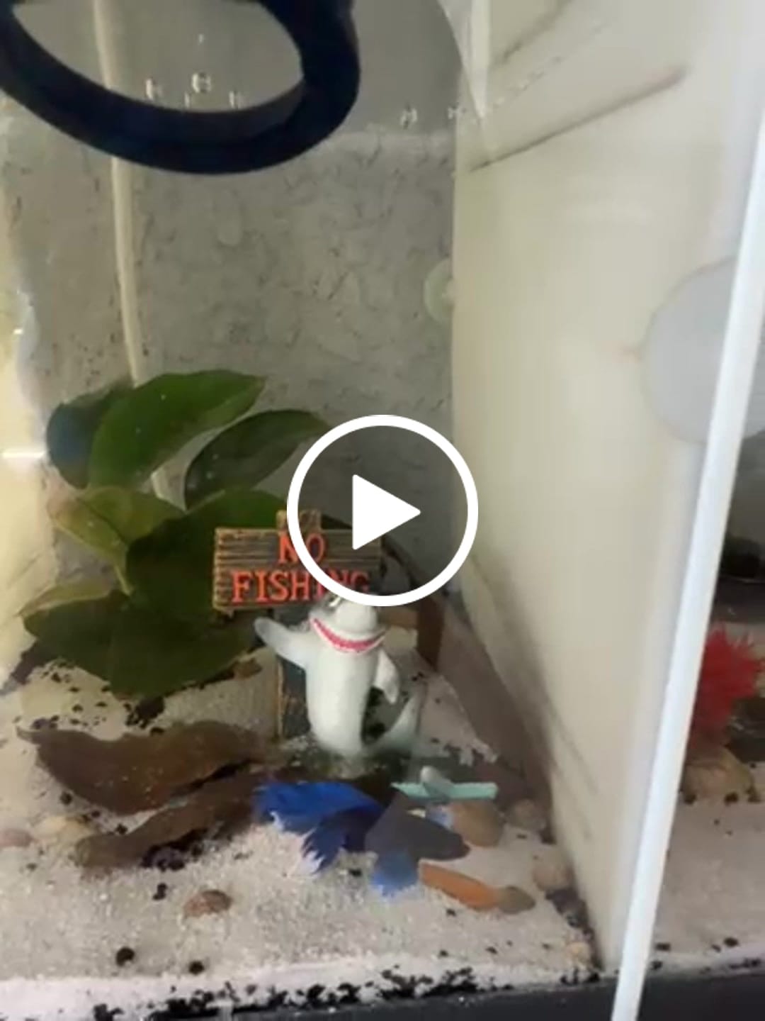 Customer video review of Super White Dumbo Ear Halfmoon Male Betta Fish