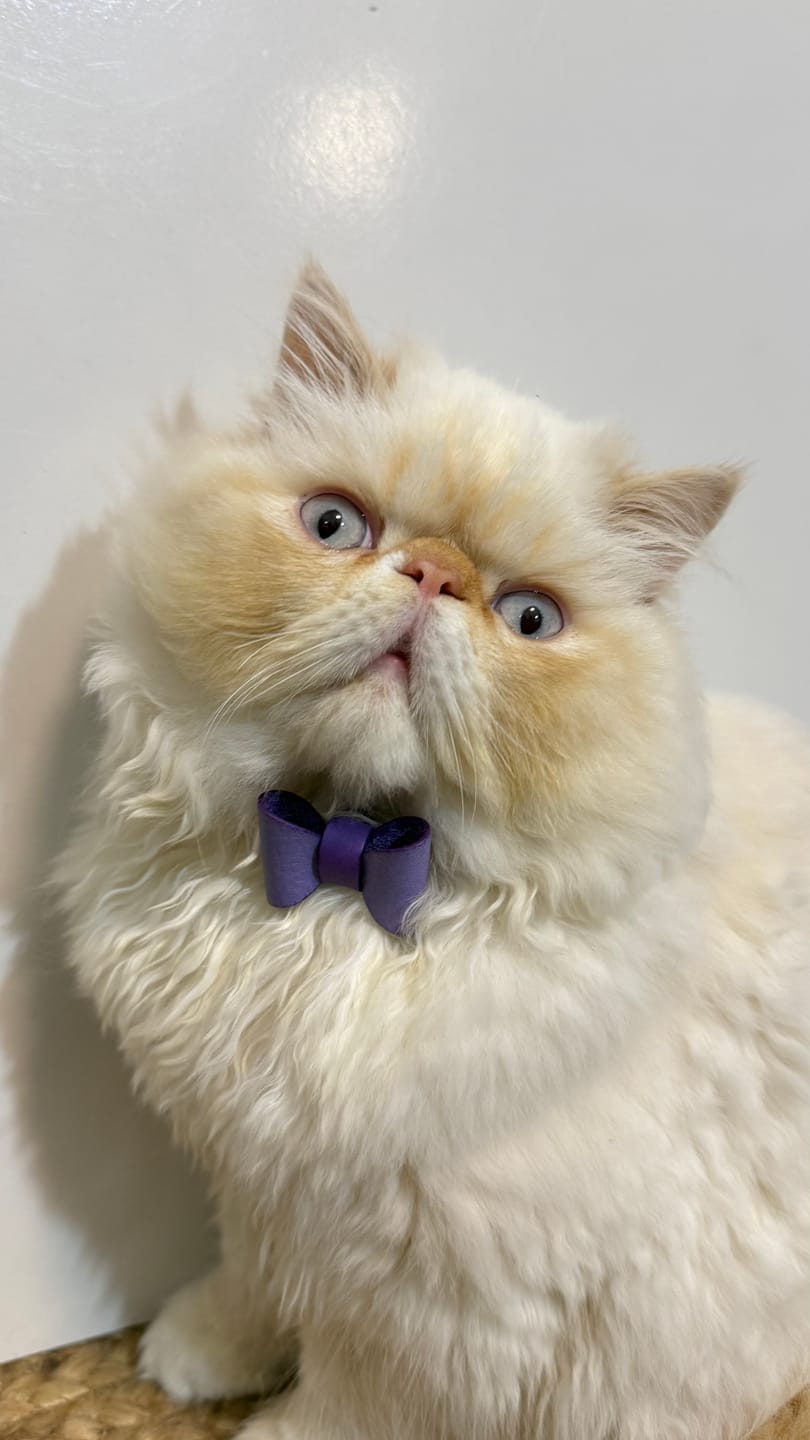 Customer photo review of Handmade Leather Cat Collar - Lilac