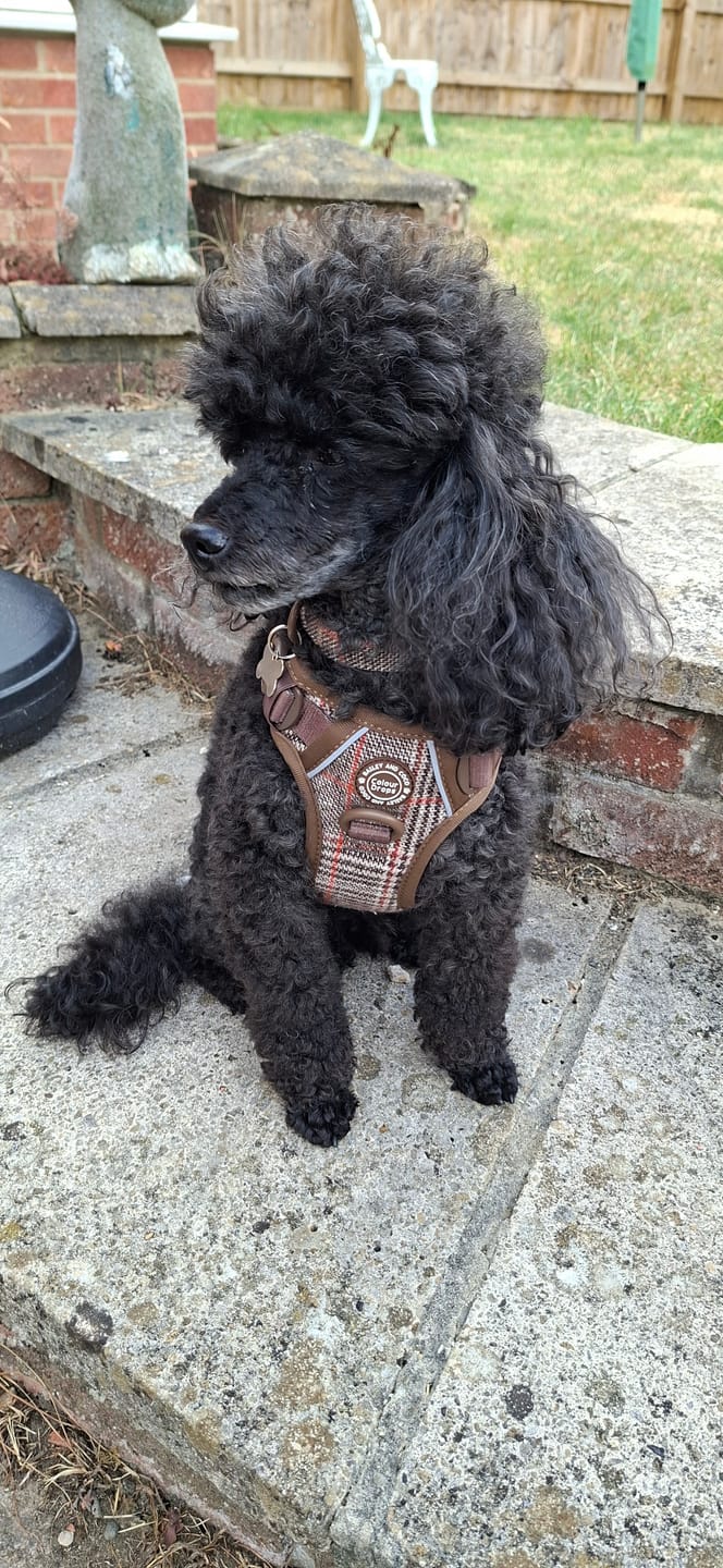 Customer photo review of Trail & Glow - Dog Harness Bundle Set - Colour Drops - Heritage Plaid
