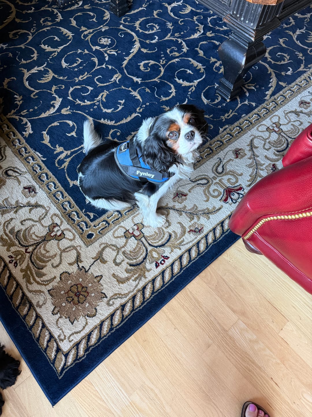 Customer photo review of Dogshood ™ Easy On