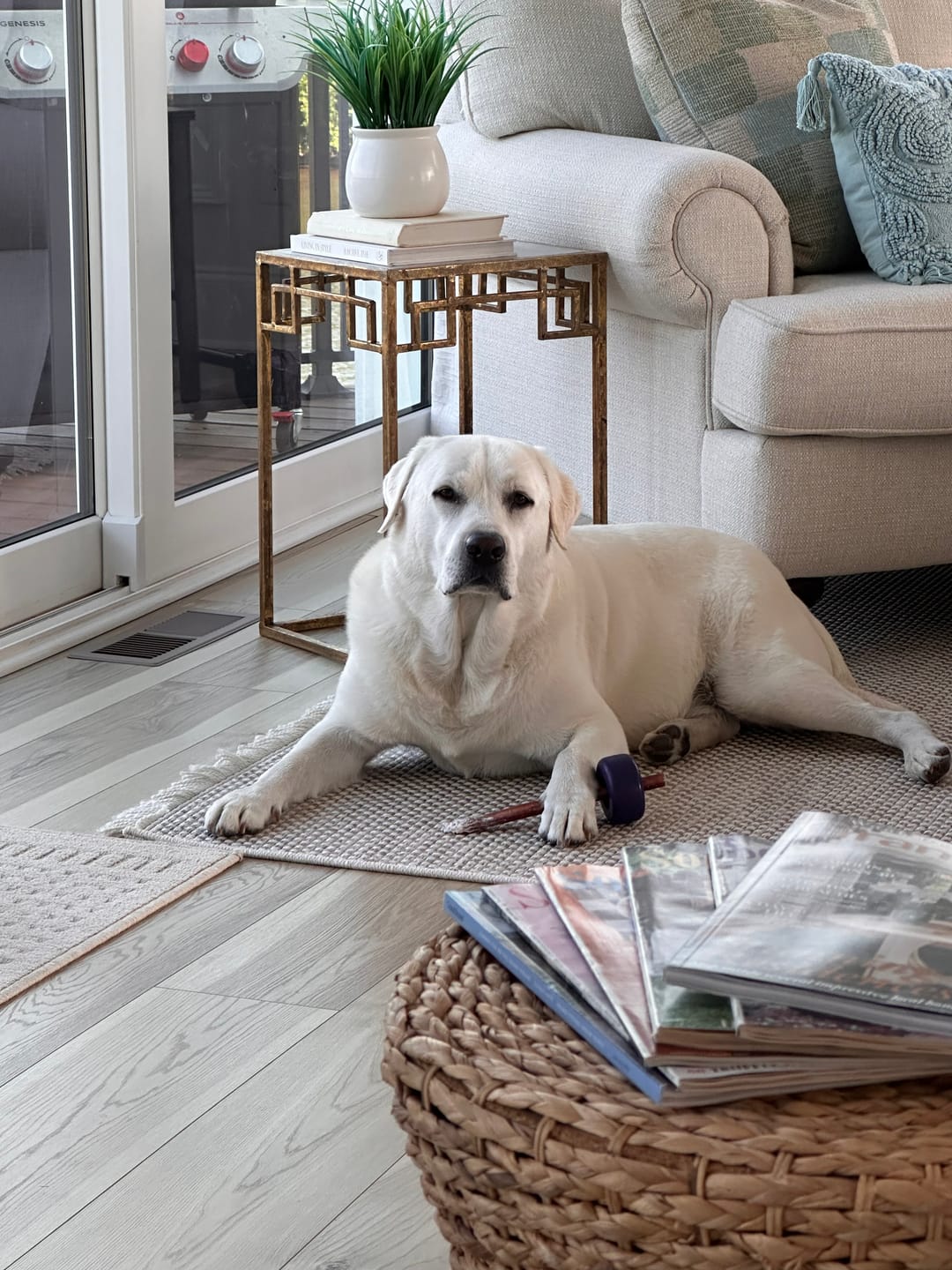 Customer photo review of 12 Inch Standard Bully Stick