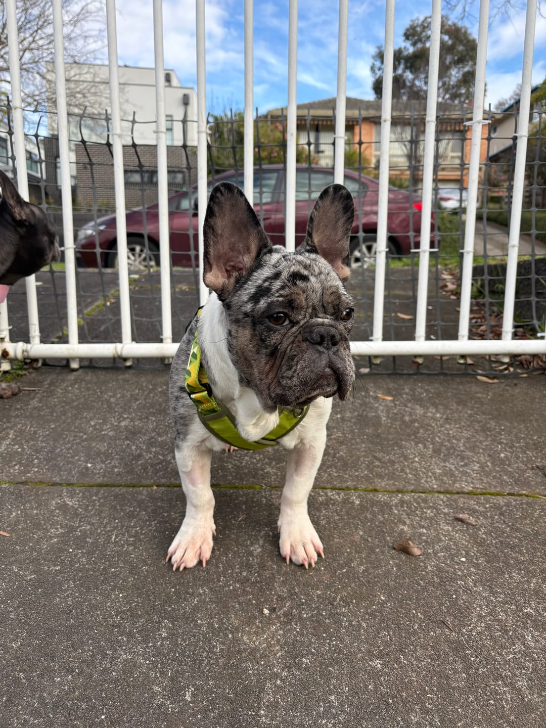 Customer photo review of ColorPop Lightweight X Harness for Dogs – No-Choke Trachea Protection, Single or Leash Set Available