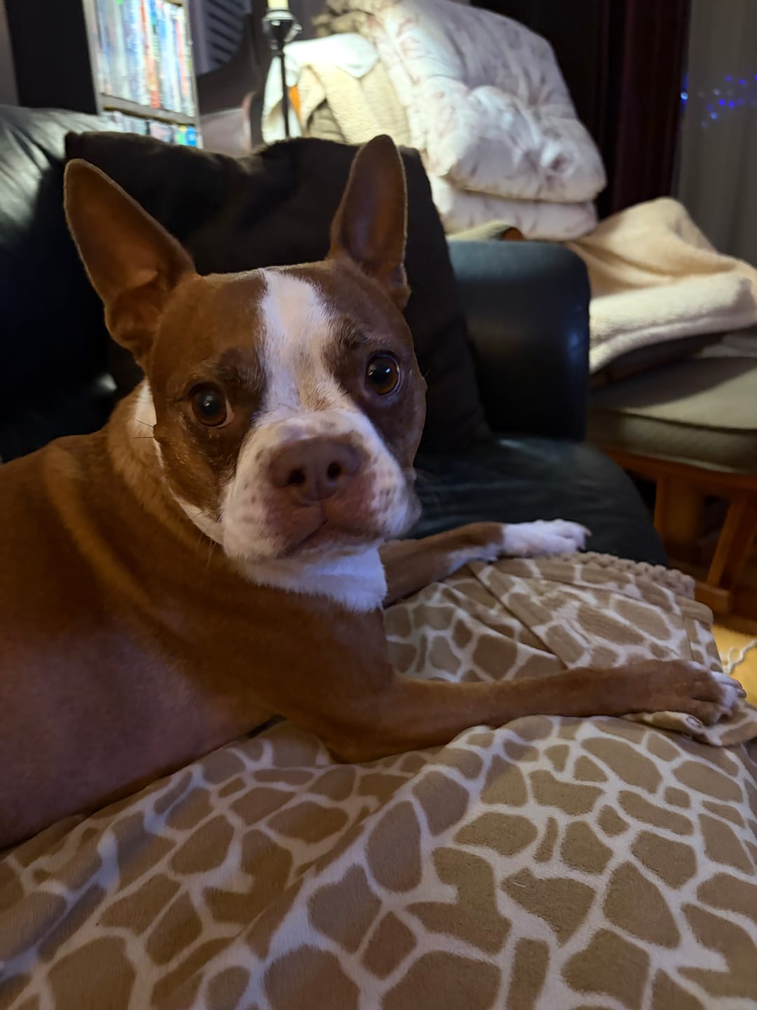 Customer photo review of Horizon Legacy - Nourriture pour chien haut de gamme