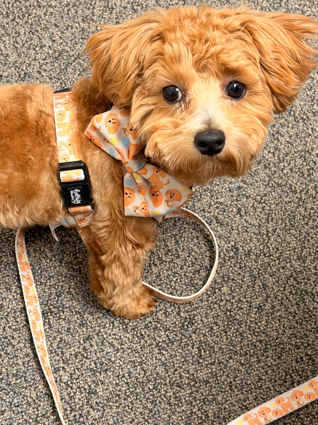 Customer photo review of Bow Tie - Curly Club Collection