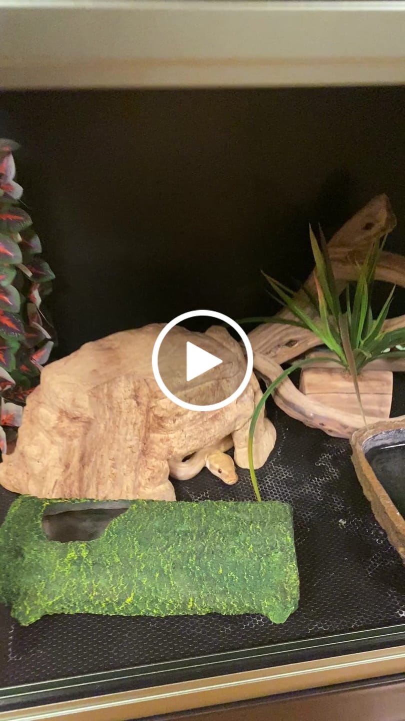 Customer video review of 36'' Spacer Cabinet For 50 Gallon Reptile Tanks