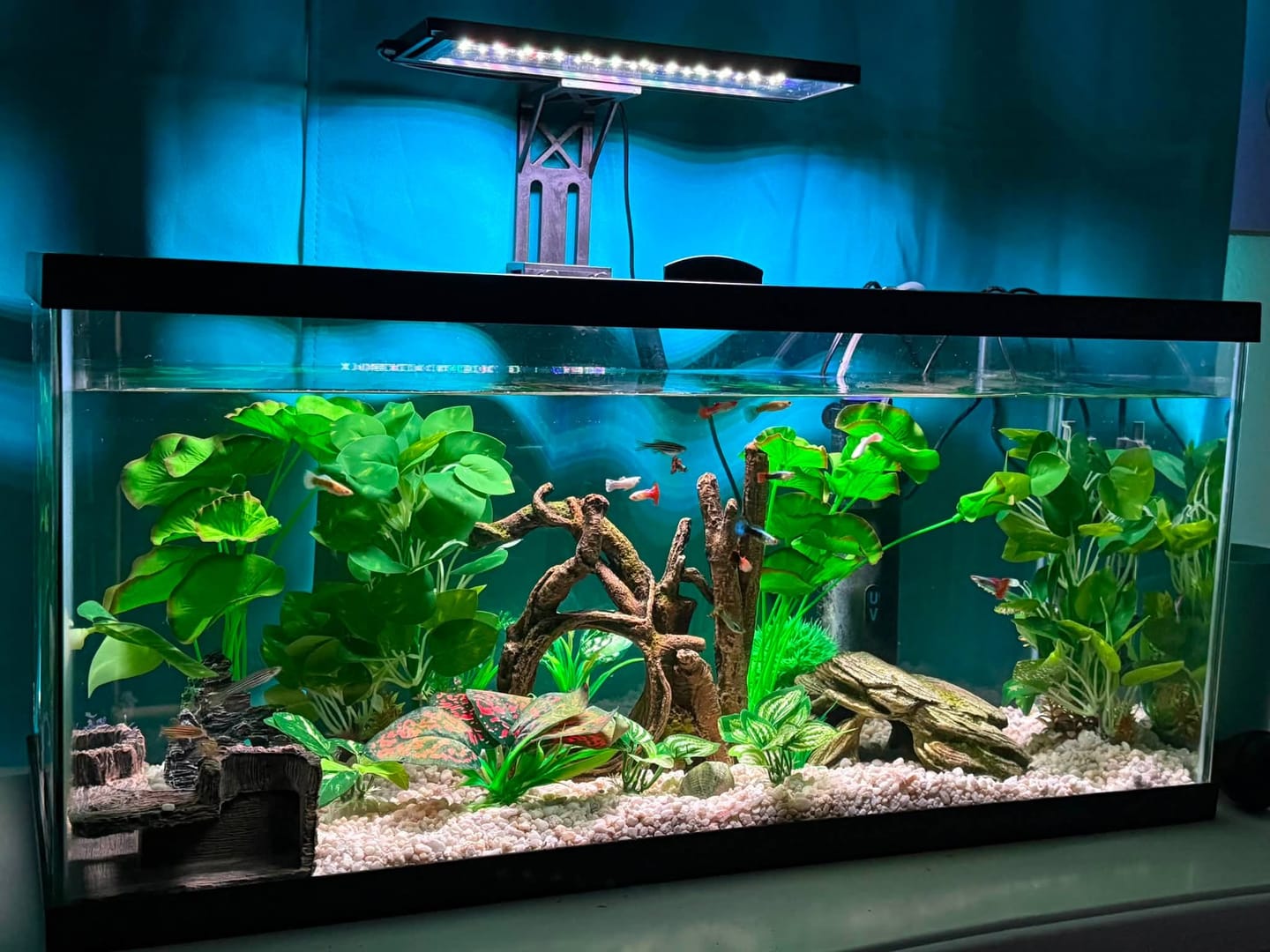 Customer photo review of Purple Lavender Mosaic Fancy Guppy Fish