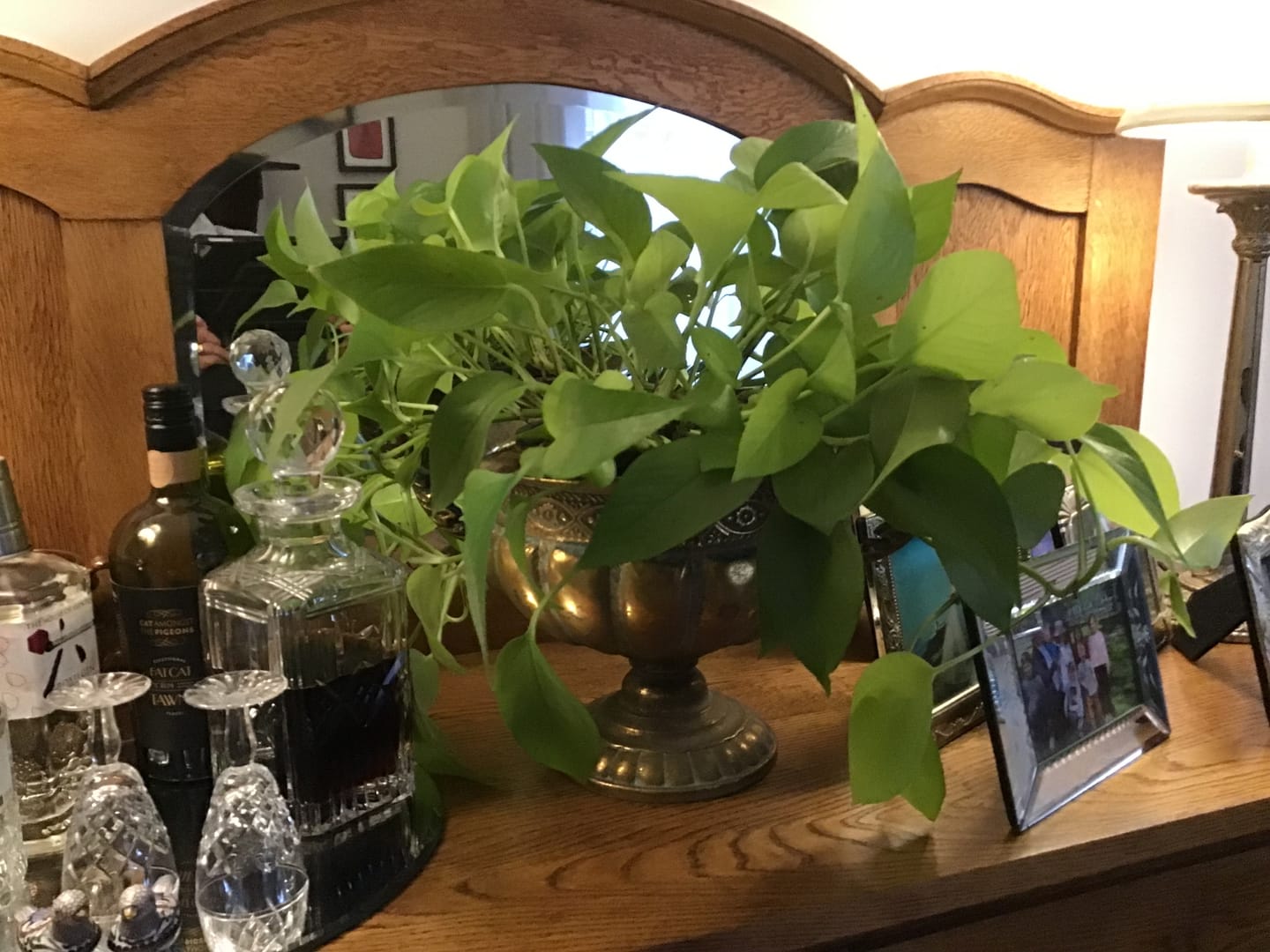 Customer photo review of Dominique French Provincial Footed Urn Planter, Antique Brass 36cm