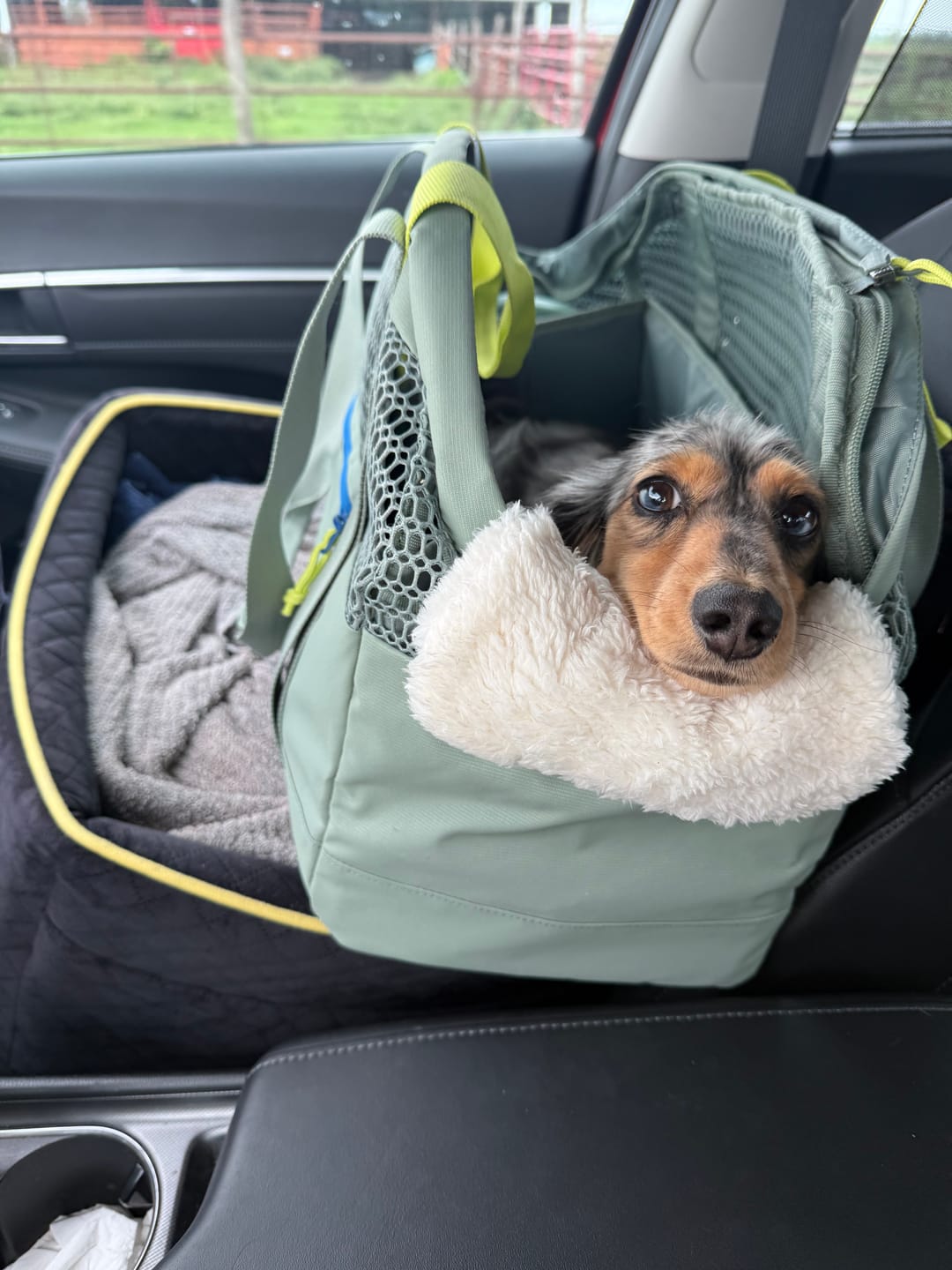 Customer photo review of PAWD Pet Carrier Bag
