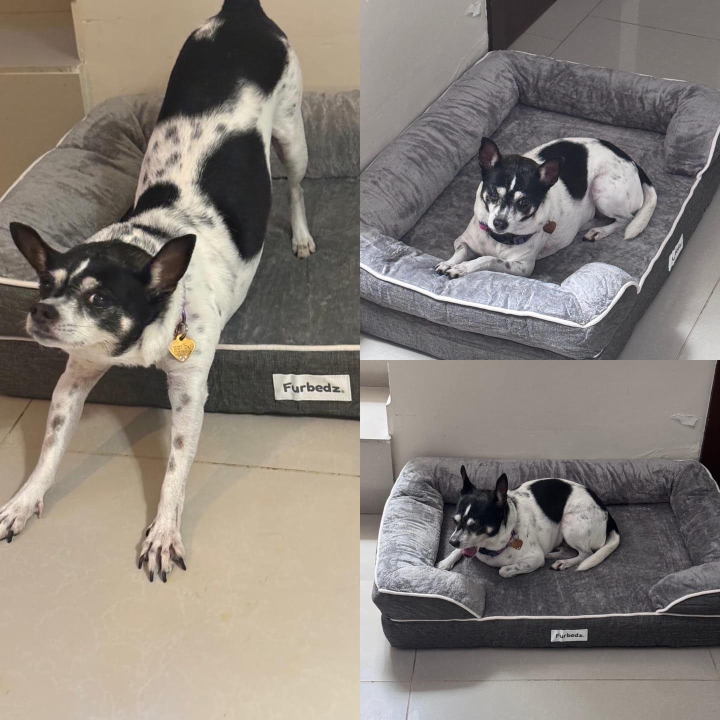 Customer photo review of Cama Ortopédica para Perros