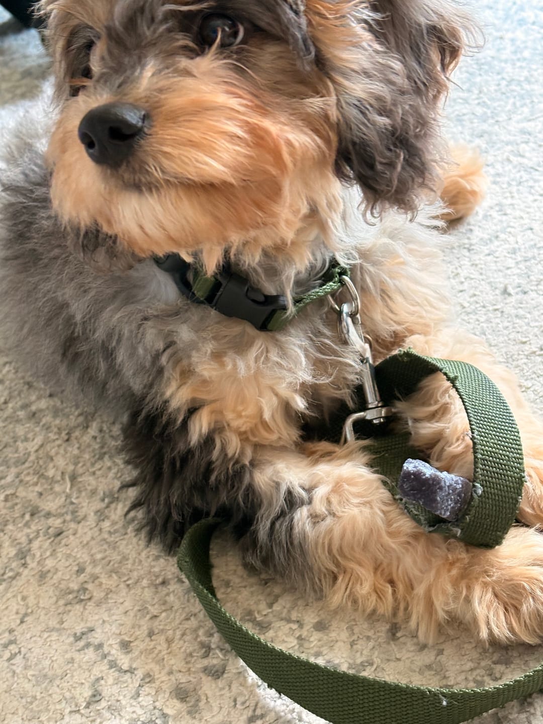 Customer photo review of America250 Freedom Pack — 3 All-Natural Flavored Yak Chews | Limited Edition